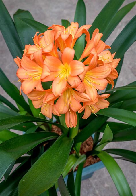 11 Tropical Plants To Grow Indoors For Their Fabulous Flowers Better