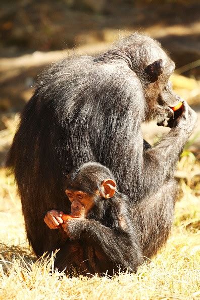 Chinese Scientists Develop Monkeys Afflicted With The Human Autism Gene