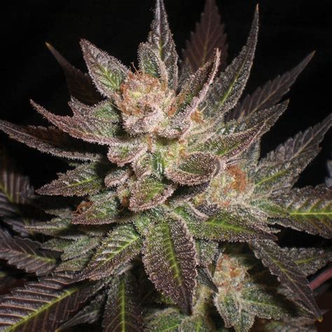 Can you buy shares in ripple labs / do ripple validators get paid cryptoticker / once the funds reflect on your bittrex account, you can proceed by going to the matching pair;. Purple Haze Cannabis Seeds by G13 Labs Seeds - Buy Purple ...
