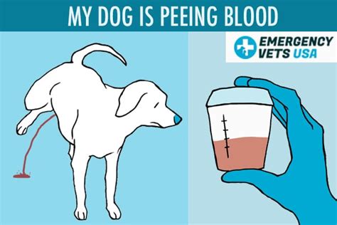 Why Is My Dog Peeing Blood Top 8 Reasons Why You Are Seeing Blood