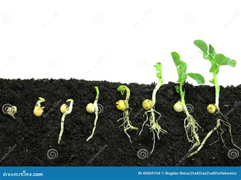 Germinating Pea Seeds Stock Photo Image Of Germinate 40069154