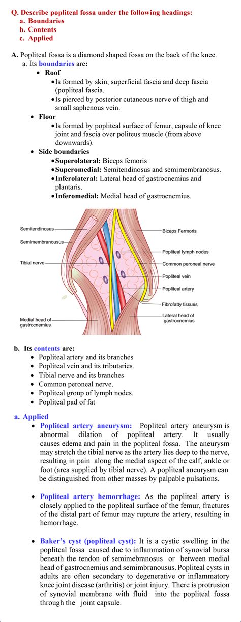 Posterior Compartment Of Thigh And Popliteal Fossa Anatomy Qa