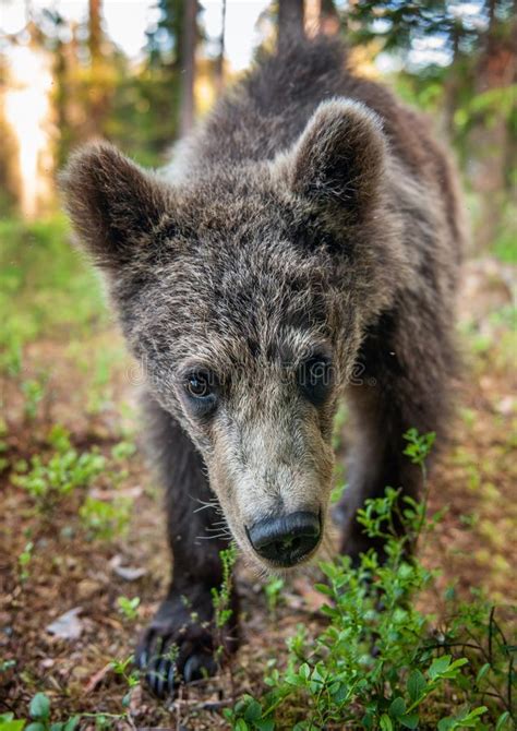 Wild Brown Bear Cub Looking At Camera Close Up Wide Angle Cub Of Brown