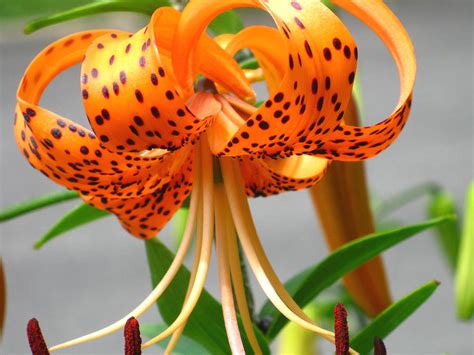 Orange Tiger Lily Photograph By Michele Wilson Fine Art America
