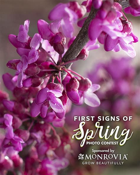 First Signs Of Spring Photo Contest 2020 Finegardening Spring