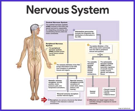 Nervous System Anatomy And Physiology Nervous System Anatomy Nervous