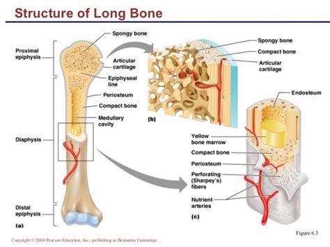 What does "bone structure" mean? | Socratic