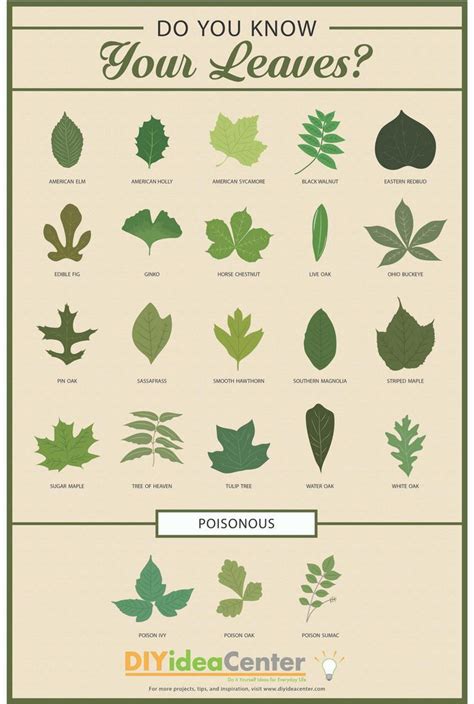 Pin By Cynthia Boyce On Gardening Leaf Identification Tree Leaf