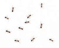 Deshalb solltest du diese stellen so schnell wie möglich finden und die fenster allerdings können ameisen auch über kleine öffnungen im mauerwerk oder in fensterversiegelungen in ihr haus gelangen. Fliegende Ameisen - Ameisen im Haus