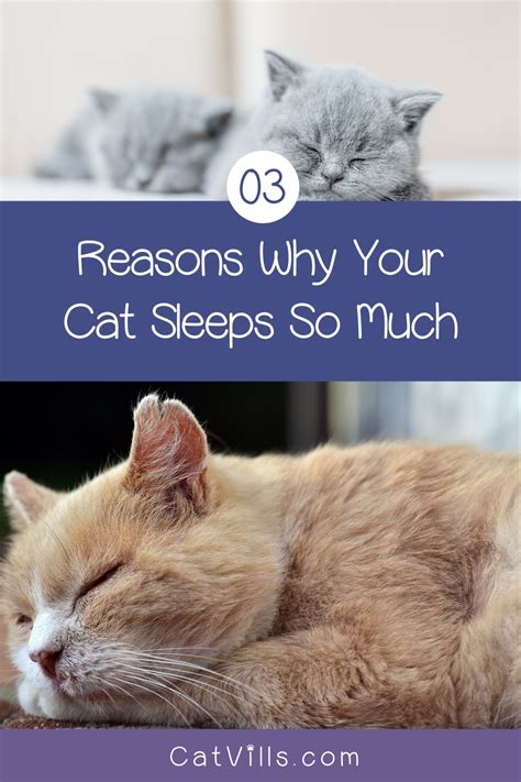 Why Do Cats Sleep So Much Heres 3 Reasons Why In 2020 Cat Sleeping