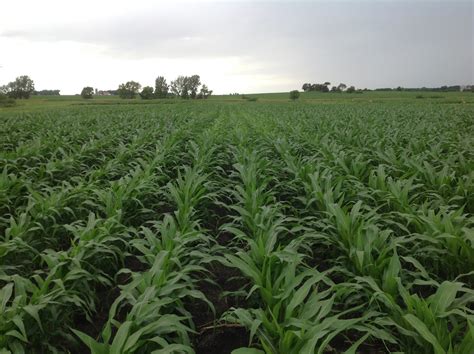 The Supplemental Nitrogen Worksheet For Corn A Tool For In Season