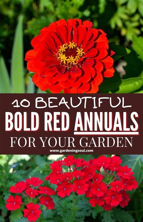 10 Beautiful Bold Red Annuals For Your Garden Garden Annual Flowers