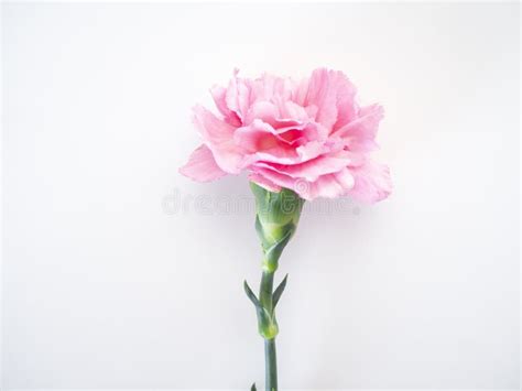 Single Pink Carnations Flower On White Stock Photo Image Of Green