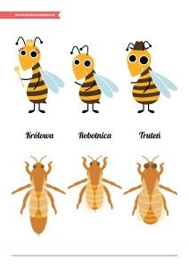 Pszczoły dbają o środowisko więc my zadbajmy o pszczoły. Dzień Pszczół - pakiet edukacyjny | EKO Kalendarz