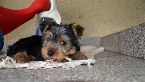How To Quickly Crate Train A Yorkshire Terrier Puppy Little Paws Training