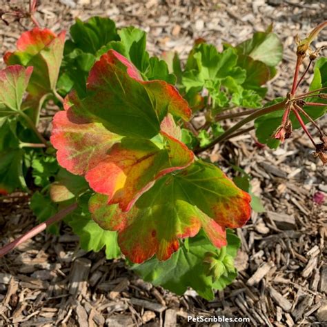 Geranium Care — How To Grow Annual Geraniums Pet Scribbles