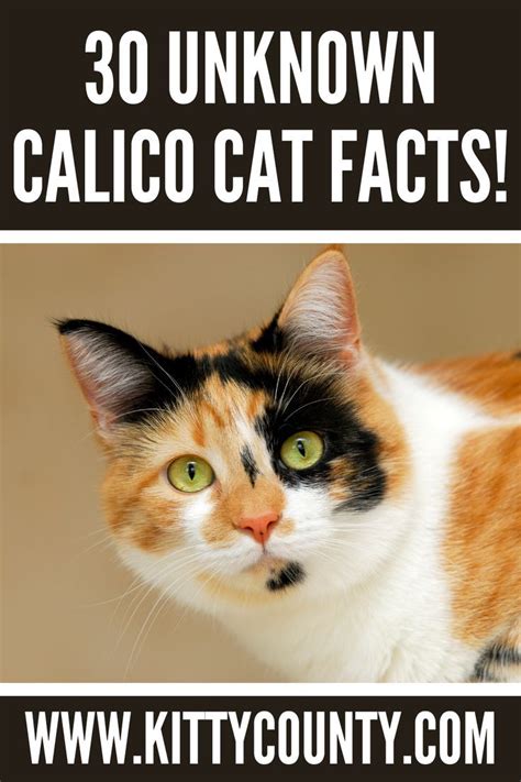 30 Unknown Calico Cat Facts Small Cat Breeds Exotic Cat Breeds Exotic
