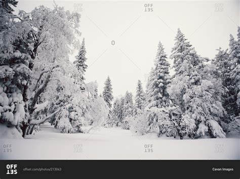 Forest Clearing In Woods With Deep Snow Stock Photo Offset