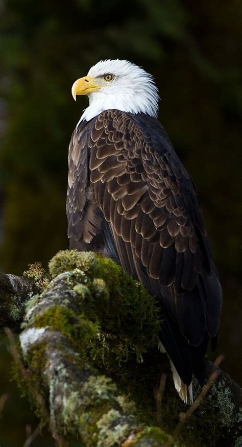American Bald Eagle In Nature
