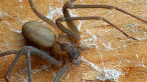 The Worlds Deadliest Spiders That Are Closer Than You Think Brown