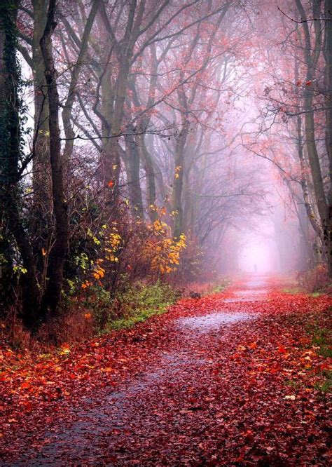 Misty Autumn Forest By Mah Nava Nature Photography Autumn Scenery