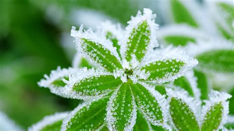 Plants React Differently In Cold Weather