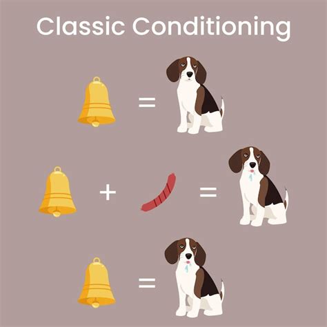 Premium Vector Classic Conditioning Pavlovs Dog Experiment Vector