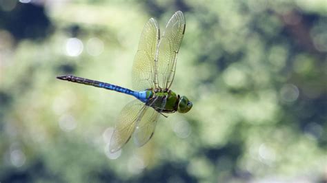 Massive Swarms Of Migrating Dragonflies Are So Large Theyre Popping Up