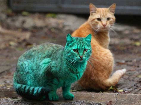 This Stray Cat Accidentally Turned Itself Green Bored Panda