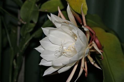 We did not find results for: More on the Moon Flower | Moon flower, Different flowers ...