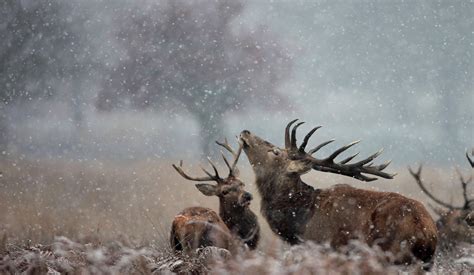 Elk In The Snow 2560 X 1488 Rwallpapers