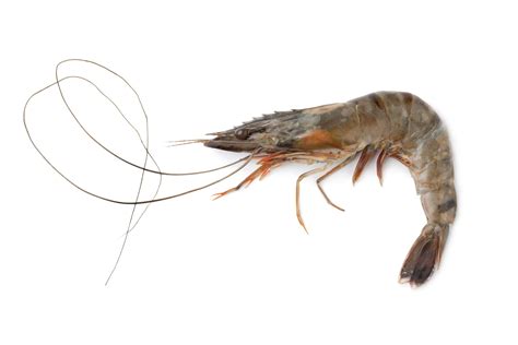 The Largest Shrimp In The World And What You Need To Know Amnesty Media