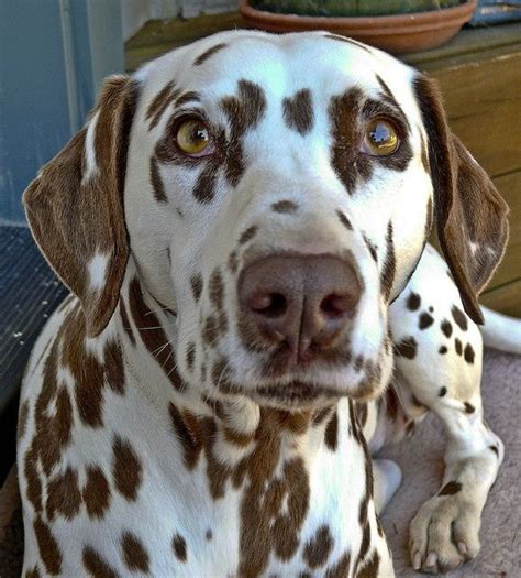 Dalmatian Beautiful Eyes And Liver Spotted Like Daisy Dalmatians