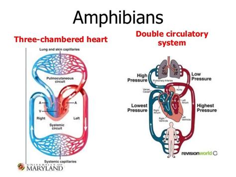 PowerPoint Team Triage: Understanding the Heart