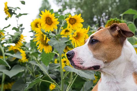 Sunflower Dog Animal Domestic Animals Stock Photos Pictures And Royalty