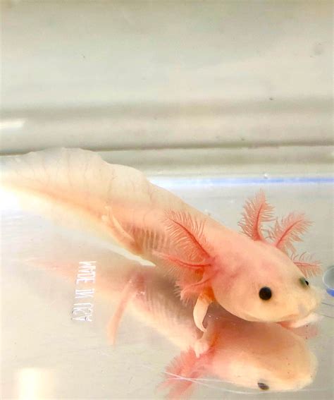 Clean Pink Lucyleucistic Axolotl 1 Ivys Axolotls Quality Pet