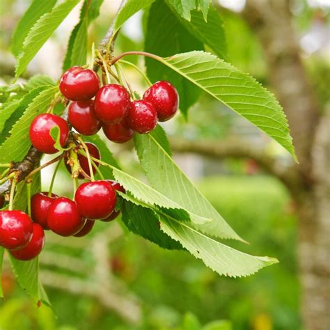 13+ Different Types Of Cherry Trees With Pictures and Growing Guide
