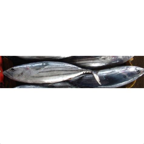 Bonito Tuna Fish Bonito Tuna Fish Exporter Manufacturer Supplier