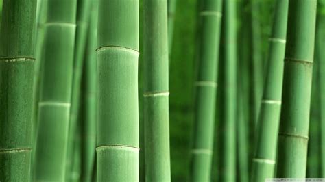 Bamboo Wallpapers Top Hình Ảnh Đẹp