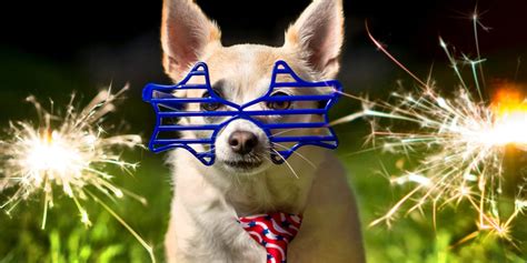 9 Effective Ways To Keep Your Dogs Calm During Fireworks According To Vets