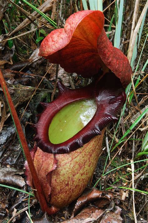 Nepenthes Rajah World Largest Meat Eating Plant Located In Borneo