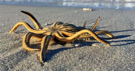 Freaky Starfish Walks Onto The Beach And We Cant Stop Watching It