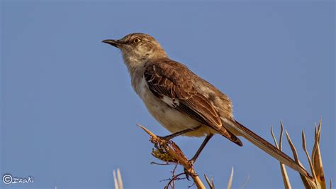 Nosoloaves Aves Del Mundo Birds Of The World Tirando De Archivo