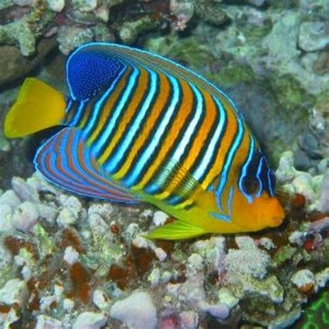 7 Cool Tropical Fish To Add To Your Tank