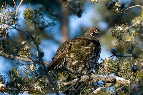 Spruce Grouse Audubon Field Guide