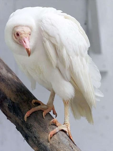 38 Incredible Albino And Leucistic Animals Albino Animals Rare