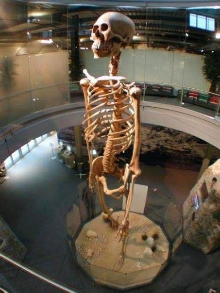 esqueleto gigante expuesto dentro de un museo en estados unidos nephilim giant skeleton