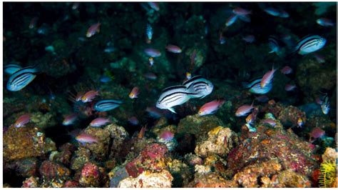 Angels In Disguise Angelfishes Hybridize More Than Any Other Coral
