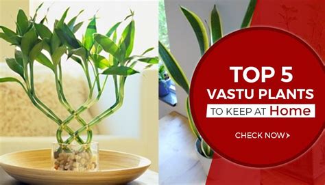 Top 5 Vastu Plants To Keep In Home Vastuwiki