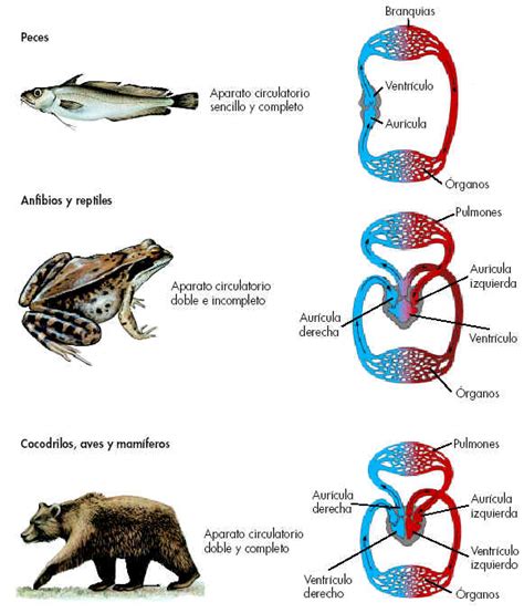 Sistema Circulatorio Sistema Circulatorio En Peces